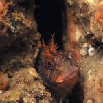 Tompot Blenny. Photo Nigel Motyer