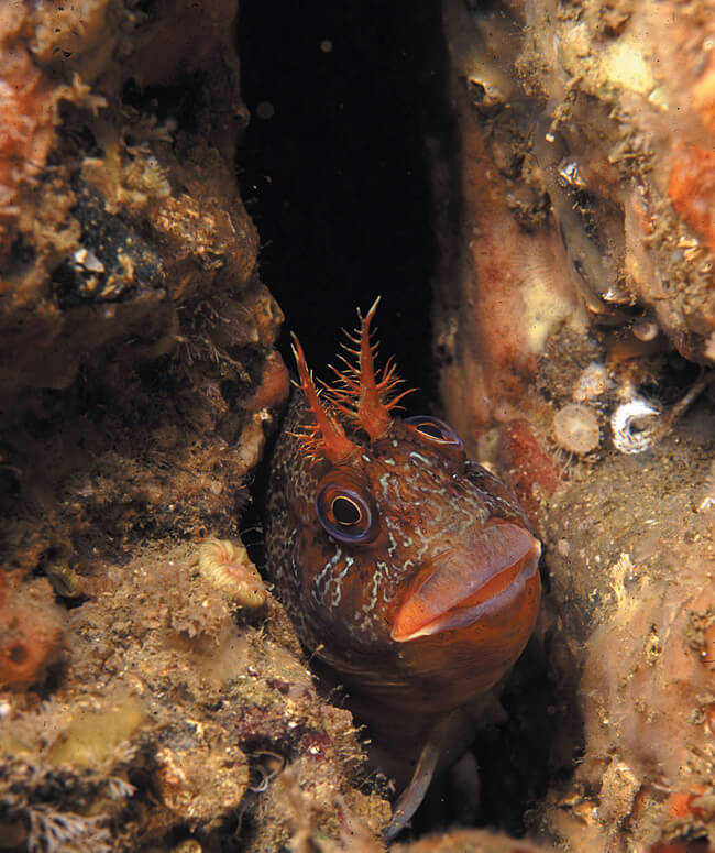 Tompot Blenny. Photo Nigel Motyer