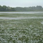 The carpet of Lagarosisphon is so dense in places that swans have been seen walking on it.