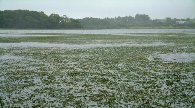 The carpet of Lagarosisphon is so dense in places that swans have been seen walking on it.