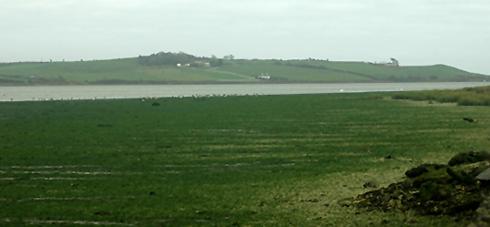 Green tide Courtmacsherry