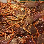 Crawfish