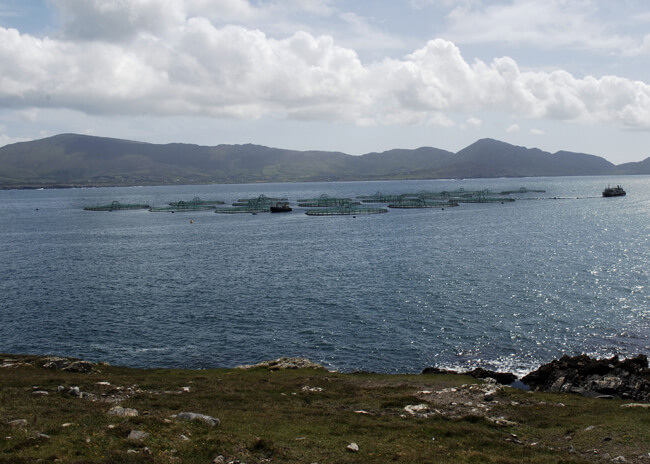 Marine Harvest site. Photo Niall Duffy