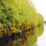 Jamestown Canal, River Shannon. The period from the 1970s has been marked by a decline in the extent of pristine water bodies. Photo Gillian Mills/Inshore Ireland