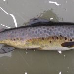 An upland trout; small but mature