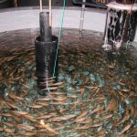 small fish being tested with seaweed protein pellets
