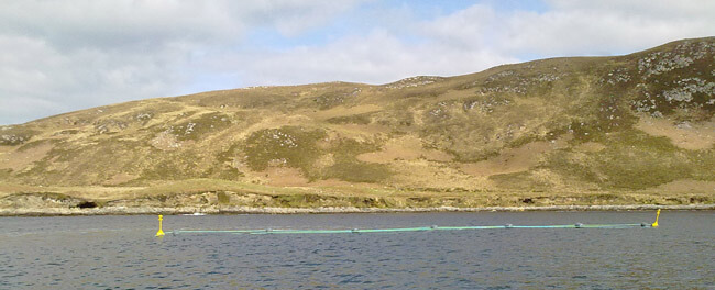Cultivating seaweed