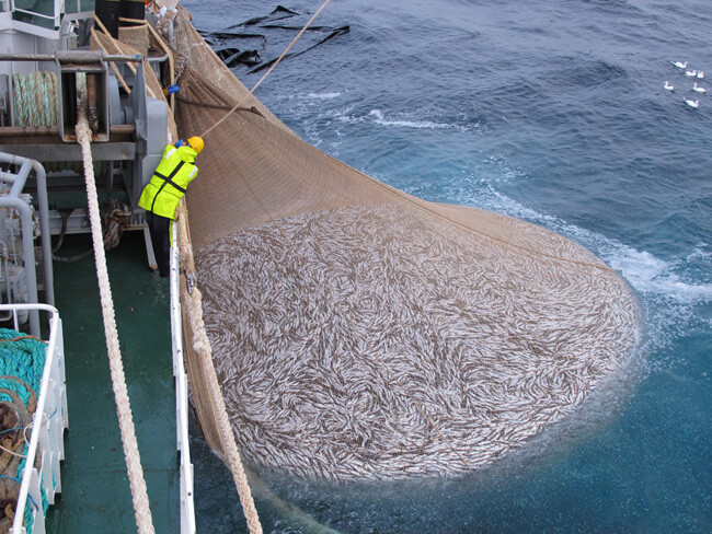 A fine haul of herring alongside mfv Vigilant. The June Council of Fisheries Ministers agreed a landing obligation of all vessels for all quota species, beginning with pelagics in January 2014. Photo John Cunningham