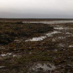 Seaweed found on Ireland's west coast