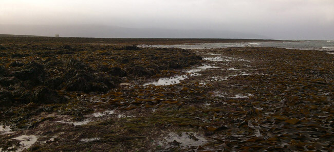 Seaweed found on Ireland's west coast