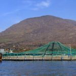 The Marine Harvest Organic Seafarm located at Roancarraig, Beara, West Cork. Pic: Niall Duffy