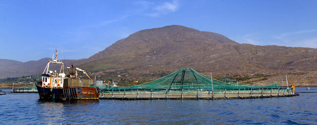 The Marine Harvest Organic Seafarm located at Roancarraig, Beara, West Cork. Pic: Niall Duffy