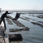 Transfer of half-grown oyster bags at sea in the spring Marennes - Oléron, France. Photo Fabrice Richez