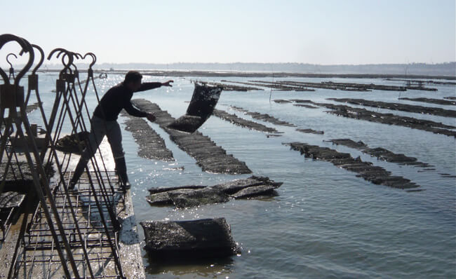 Transfer of half-grown oyster bags at sea in the spring Marennes - Oléron, France. Photo Fabrice Richez