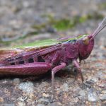 A common green grasshopper (Omocestus viridulus) resplendent with bright purple and green colouration. Photo Brendan Connolly