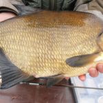 A golden 5.25lb bream. Photo Brendan Connolly