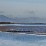 8.1 environment wetlands