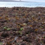 9.3aquaculture seaweed
