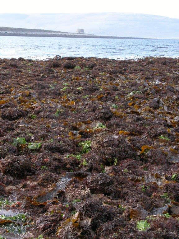9.3aquaculture seaweed