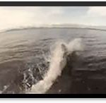 dolphins