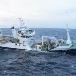 9.5fisheries mackere