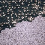 Fish discards