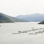 9.5 farmed salmon debate