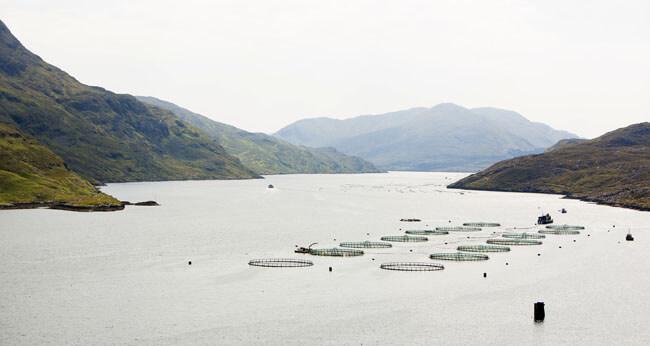 9.5 farmed salmon debate