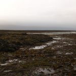 Seaweed