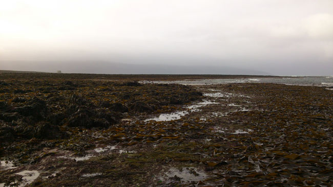 Seaweed
