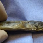 IFI Dragonfish