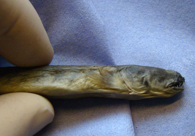 IFI Dragonfish