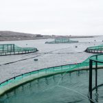 salmon-cages