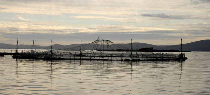 Salmon-Cage
