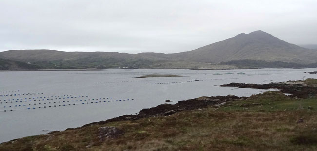Muskerry Seafood Killmacki