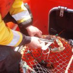 SFPA lobster measuring