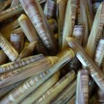 Razor clams