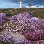 Great Lighthouse of Ireland Loop Head