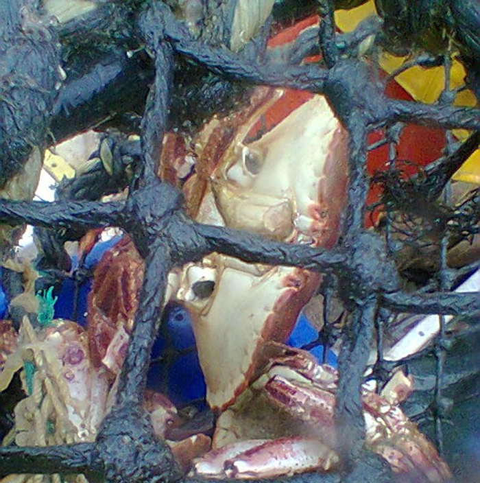 Crab Clawing