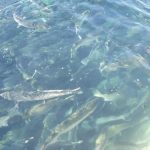 Farmed salmon feeding near water surface