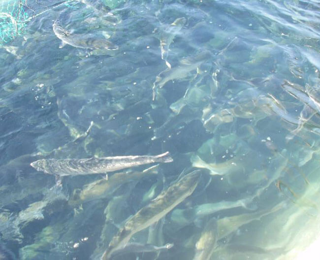 Farmed salmon feeding near water surface