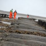 IFA oyster report