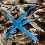 Blue society Copyright Amit Liber copy