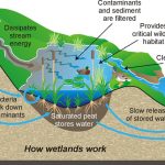 Flooding wetlands