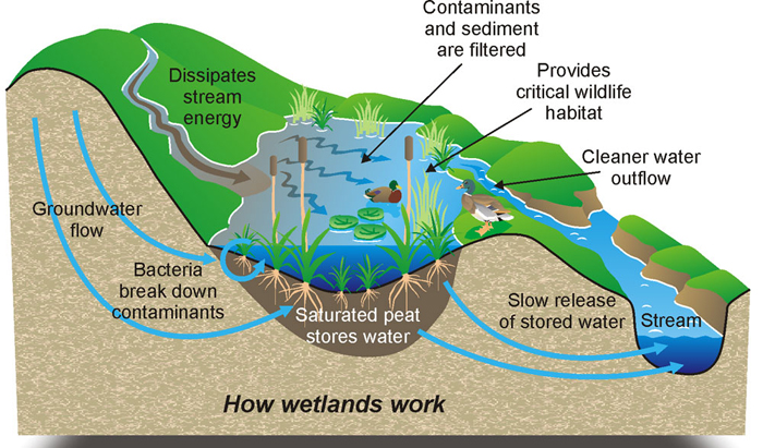 Flooding wetlands