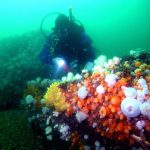 Dublin Bay Ocean Divers