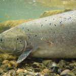 wild Irish salmon