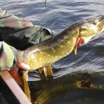 IFI Pike