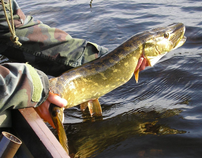 IFI Pike