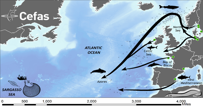 IFI Eel migration routes to the Sargasso Sea copy